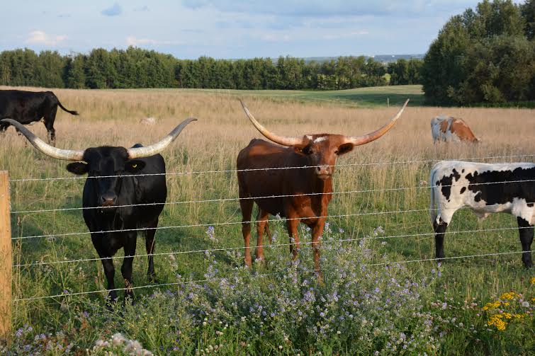 Cattle behind a fence