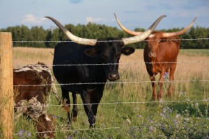 4 Strand Barbed Wire