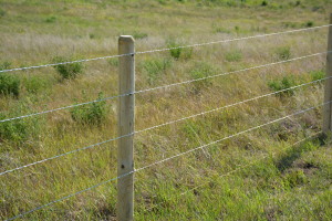 4 Strand Barbless Wire