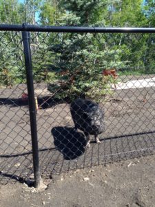 4' Chain Link Fencing