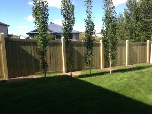 6' Wood Privacy Fence