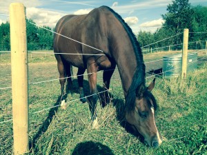 Bayco Safe Horse Fence